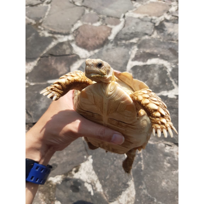 laristerus79 Ket sulcata 16cm boleh datang liat  DI JAMIN SUPER BAGUS