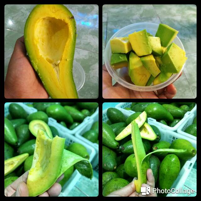 

Panen alpuket mentega