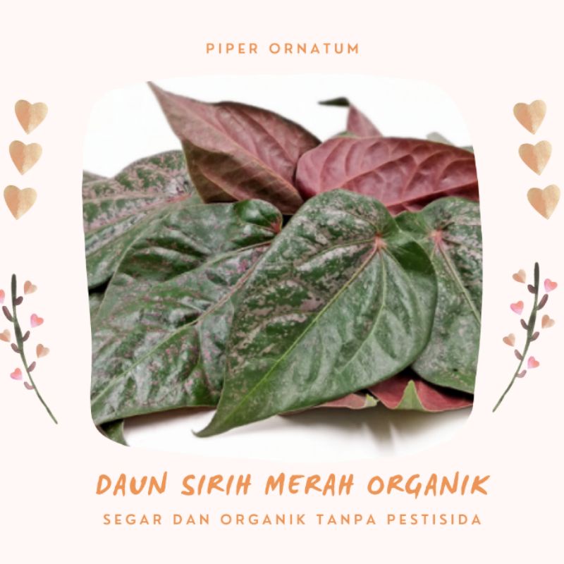 

DAUN SIRIH MERAH ORGANIK SEGAR