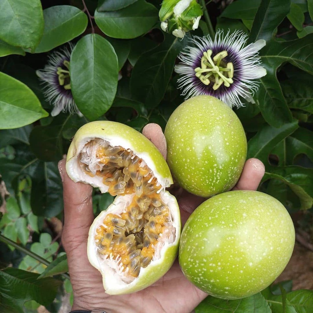 Bibit Buah Markisa/Bibit Tanaman Markisa