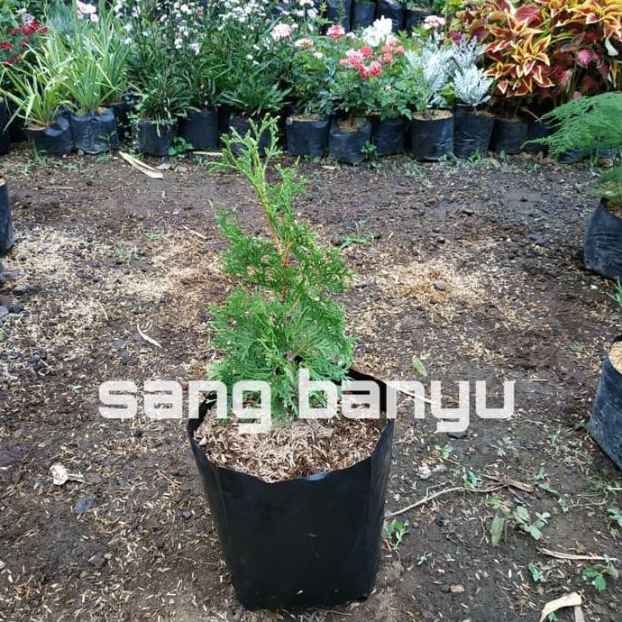 Berkah Bibit Tanaman Hias Cemara Wangi