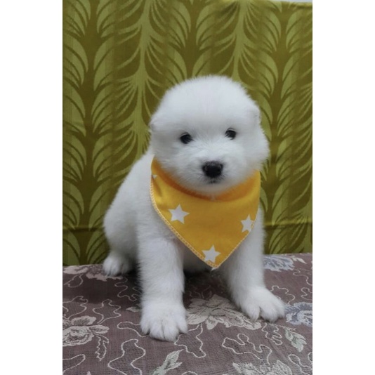 anjing samoyed puppy