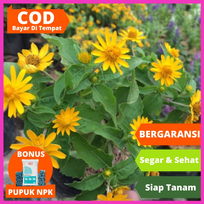 Tanaman Hias Hidup Gantung Seribu Bintang (Daisy) Bunga Hias Hidup Pot Asli Murah