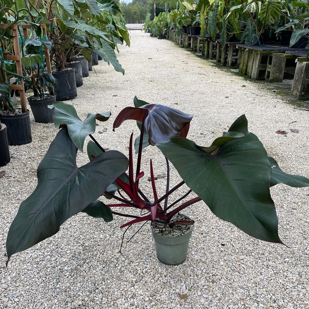 philodendron black majesty  jumbo