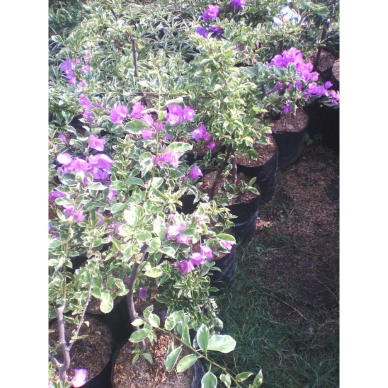 Bougenville varigata