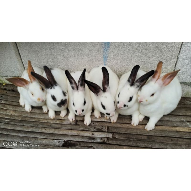 jual anakan kelinci rex lokal