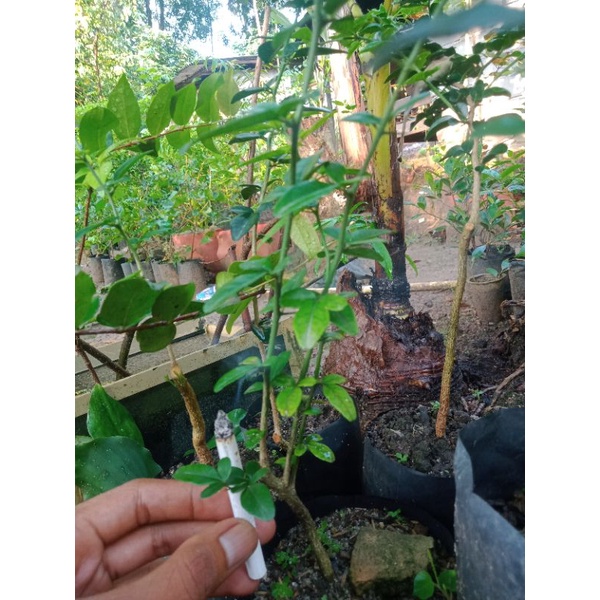 bibit/bahan bonsai jeruk kingkit