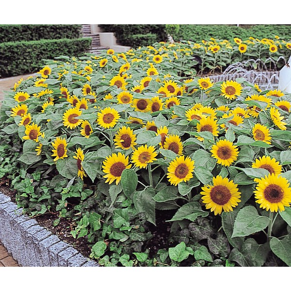 Benih Bibit Biji - Sunflower Big Smile Bunga Matahari Flower Seeds - IMPORT