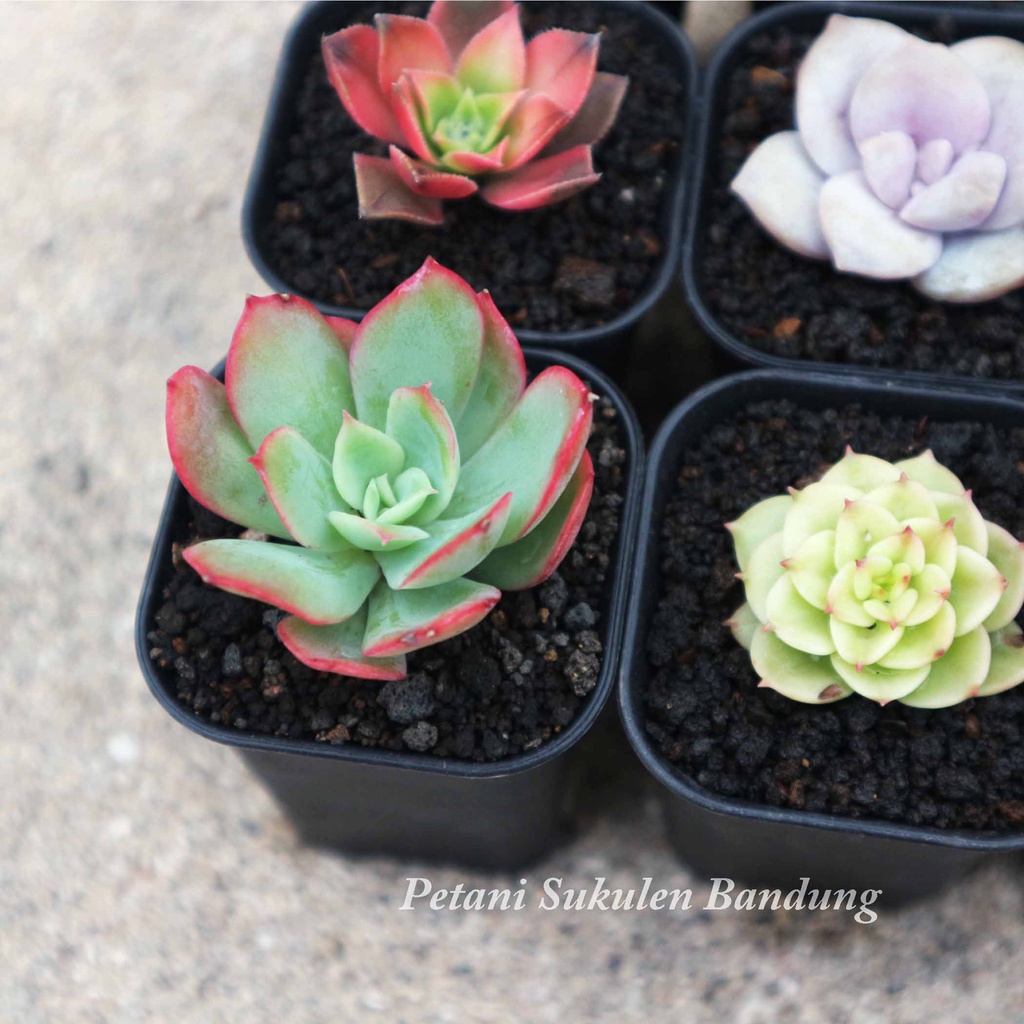 PAKET Sukulen Sekulen Kaktus GRATIS POT &amp; media cactus mini tanaman hias bunga skulen succulent echeveria