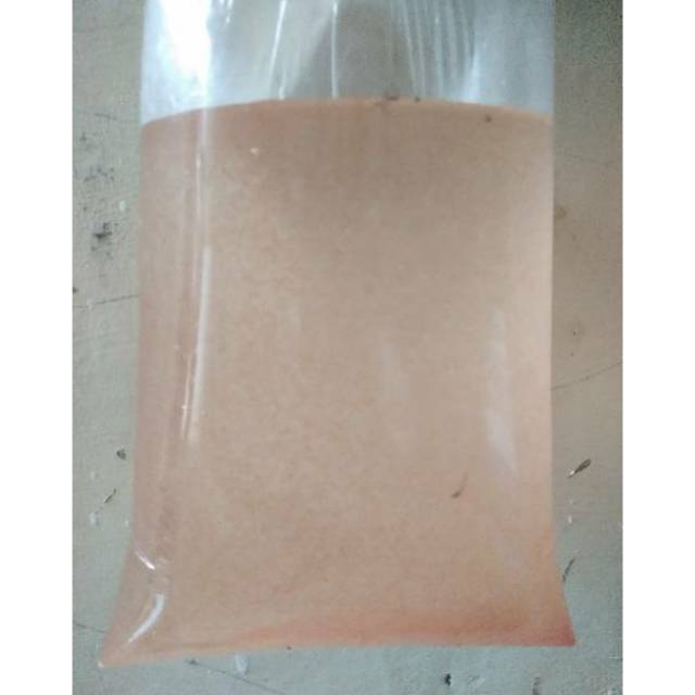 Kutu Air / Kutir murah pakan ikan cupang