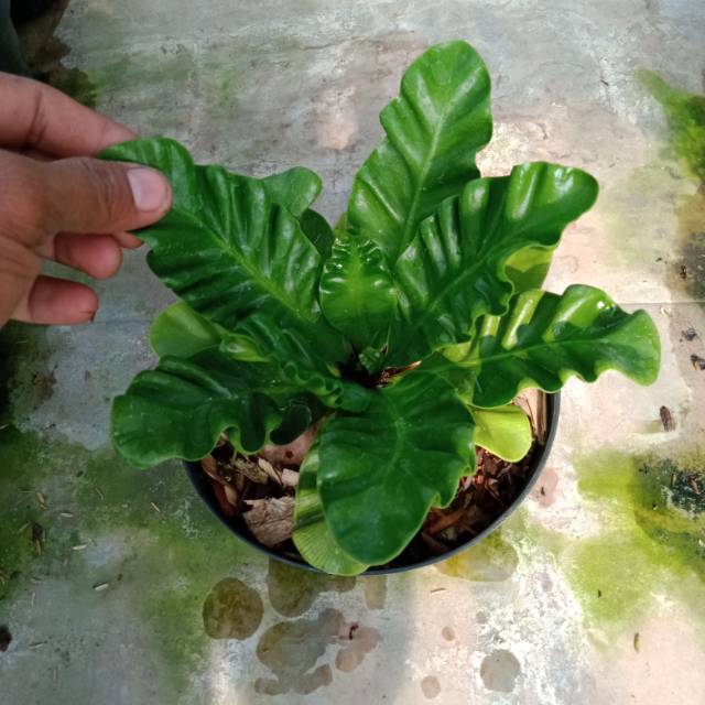 Tanaman Hias Kadaka lasagna(cobra)