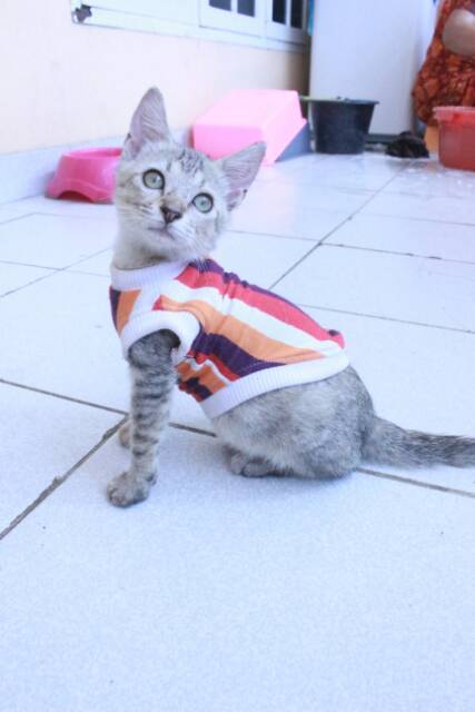 [PROMO MUSIM HUJAN] Kaos strip hangat lucu untuk kucing dan anjing murah size S-XL