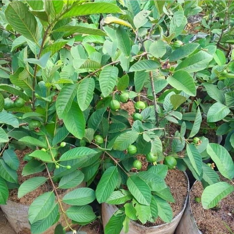 Bibit jambu siumik pala kondisi berbunga/berbuah