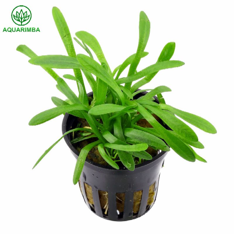Sagitaria Subulata Dwarf ( Tanaman Aquascape Tumbuhan Air Aquarium)