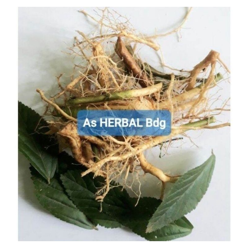 

akar sidaguri / sidagori jantan segar 100gr