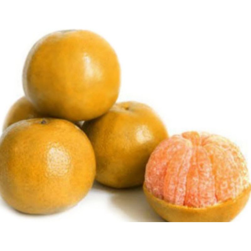 

Jeruk Medan Brastagi 1Kg