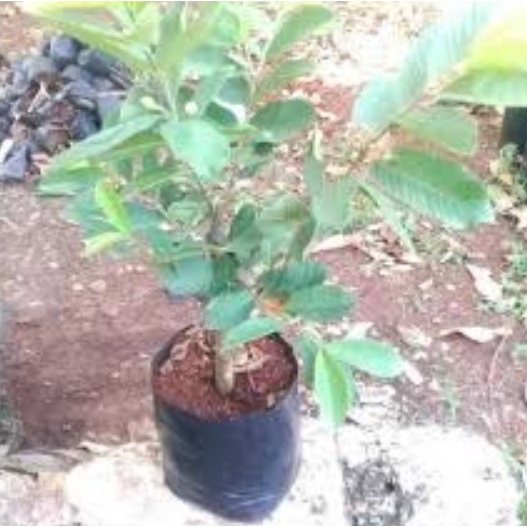 Bibit Jambu Biji Siumik Pala Cangkok