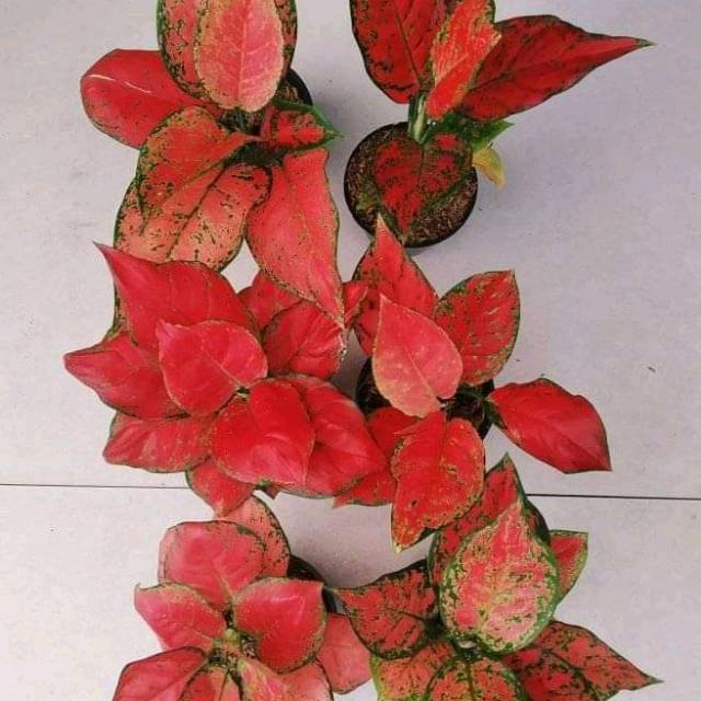 Tanaman hias 6 PAKET aglonema macem" Aglomema