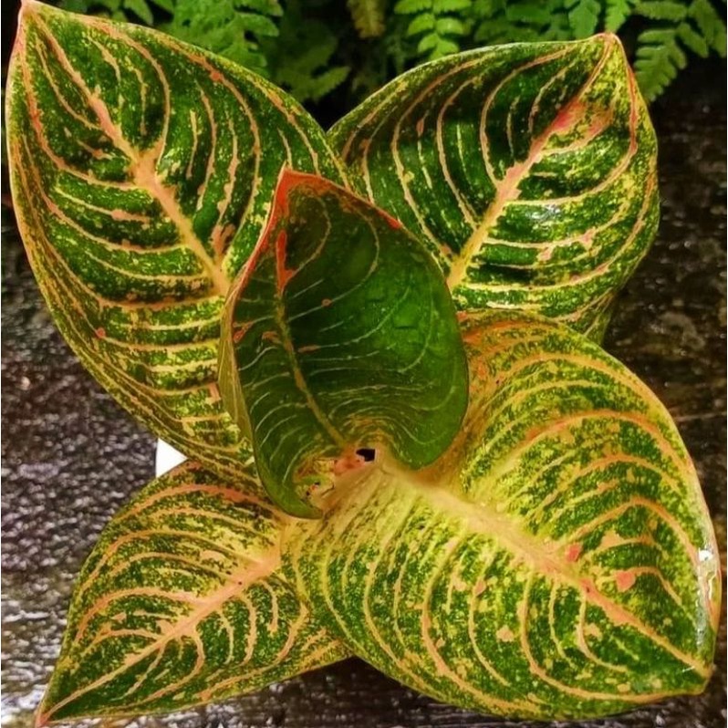Aglonema asri merah (Tanaman hias aglaonema white rose) - tanaman hias hidup - bunga hidup - bunga a