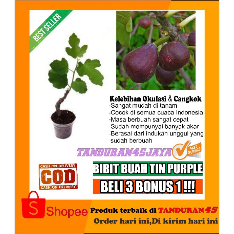 bibit buah tin purple/bibit buah tin/buah tin