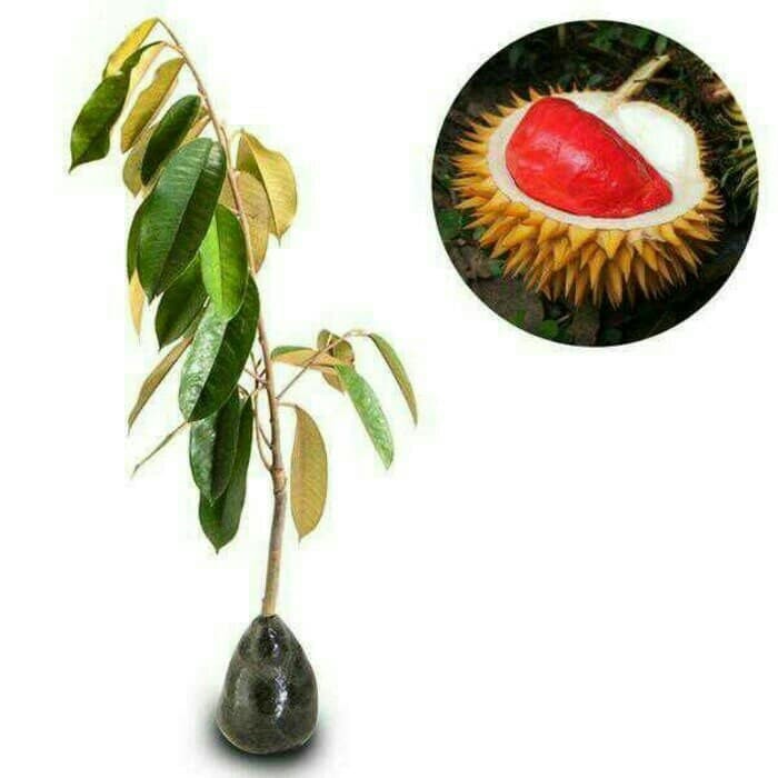 bibit durian merah