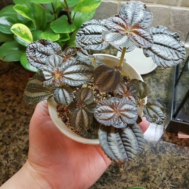 Tanaman pilea spruceana norfolk