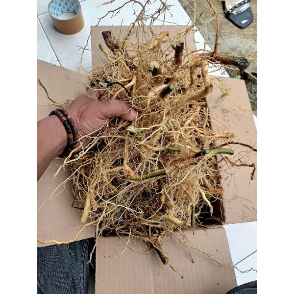 

akar sadagori / akar sadaguri / akar sidagori herbal