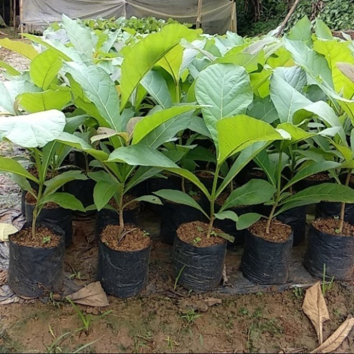 Bibit Pohon Jati Super