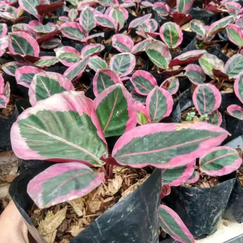 tanaman hias calathea cintya pink