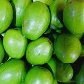 

Kedongdong Asem Segar Berkualitas 1kg