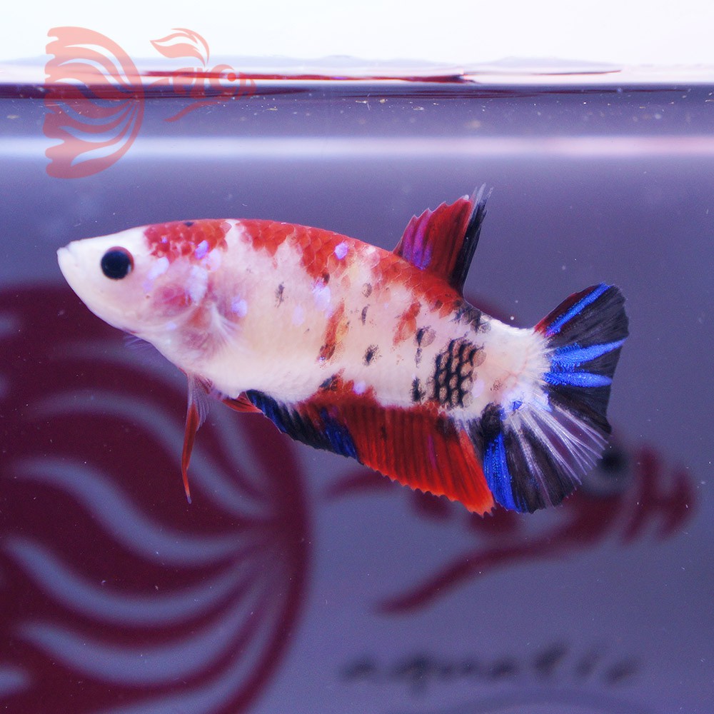 cupang female koi galaxy multicolor betina NOV B