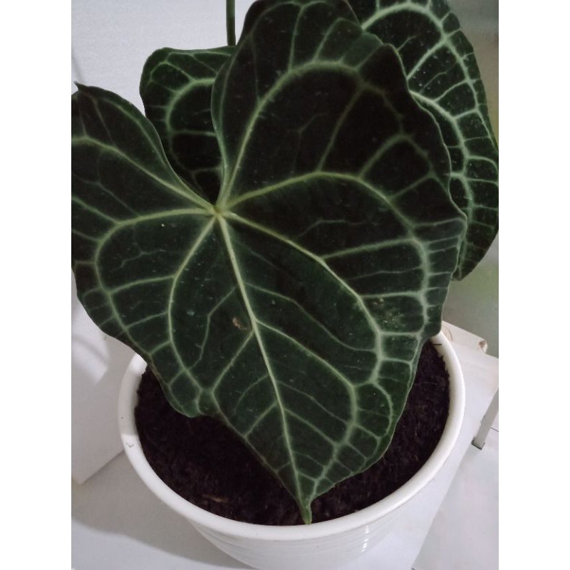 Tanaman Hias Anthurium Kuping Gajah KING BLACK Tarantula/Clarinervium/Karet size zumbo