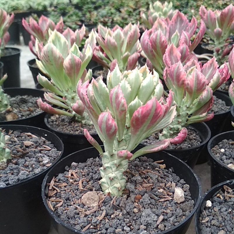 Monadenium