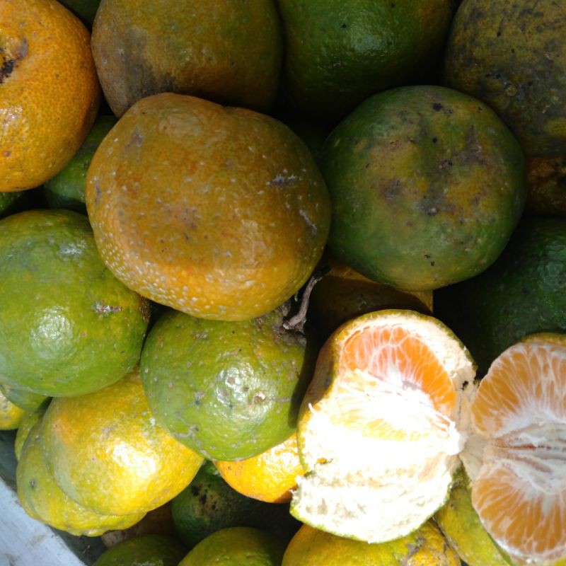 

Buah Jeruk BatuLima Segar 5 kilogram