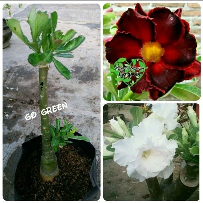 PROMO bibit bunga adenium 1 pohon 2 bunga