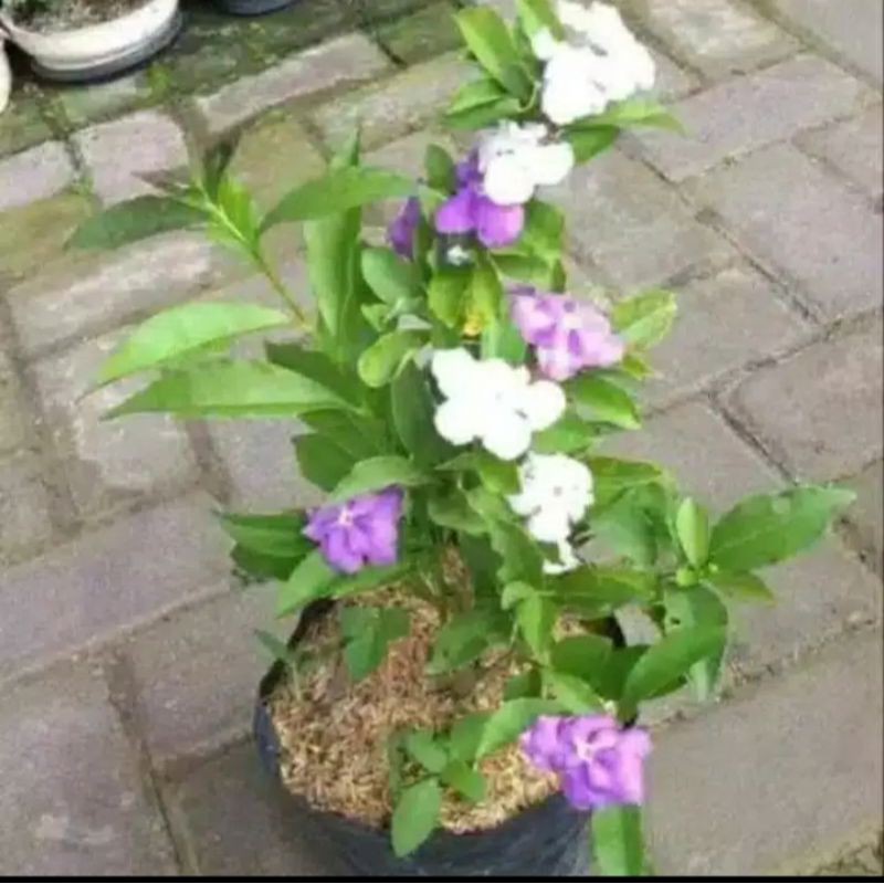 tanaman hias melati costa bunga melati costa