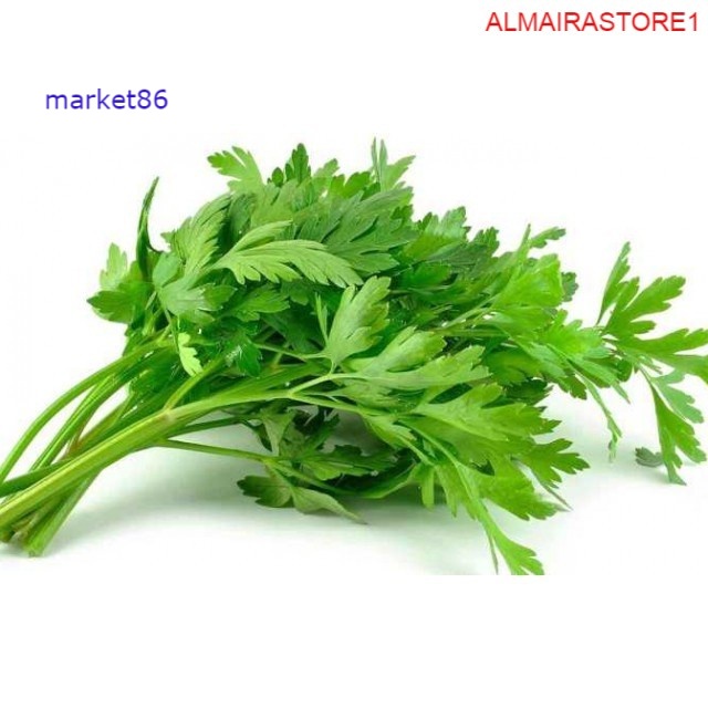 

Grosir Sayur Sayuran Segar FRESH Daun Seledri 100 Gram - Market86