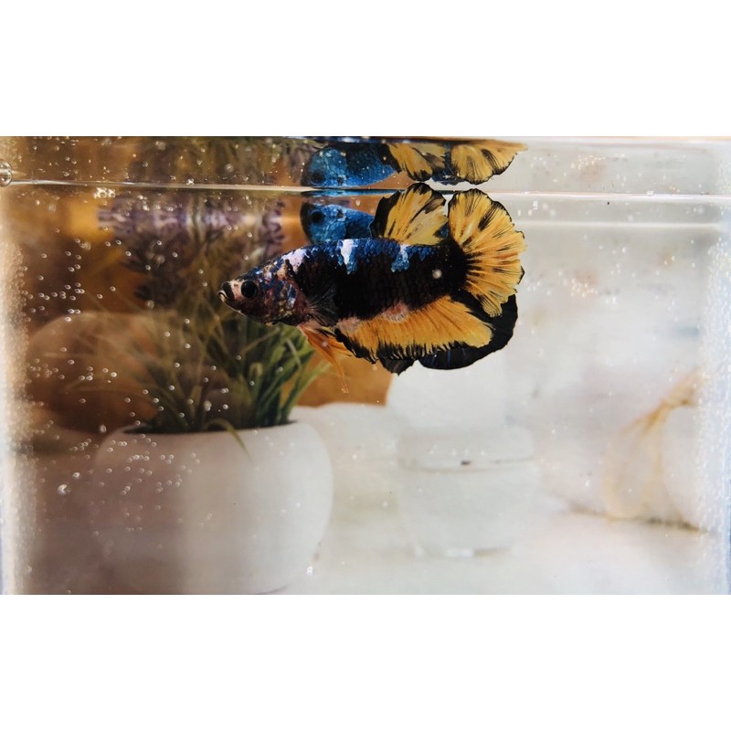 

ikan cupang yellow galaxy