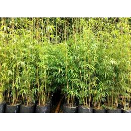 Tanaman Hias Bambu Kuning Hias Jepang/Bambu Kuning Mini Bibit Berkualitas Dan Batang Rimbun Daun Rim