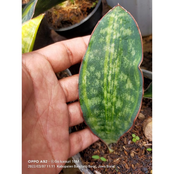 sansevieria marcopila varigata
