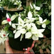 TANAMAN HIAS HEBRAS GERBERA 45