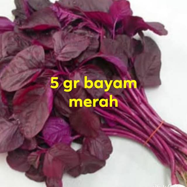 5 gr benih bayam merah repack bintang asia
