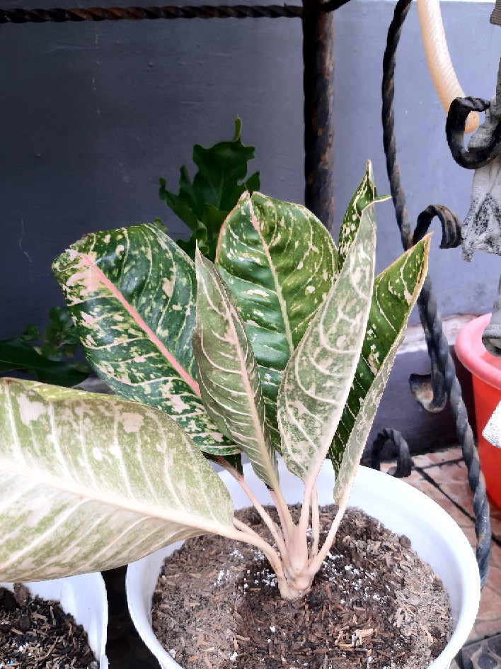 Tanaman Hias Murah 4 Aglonema/paket Aglaonema Hemat Aglo Donacarmen Lipstick Snow White Rotundum