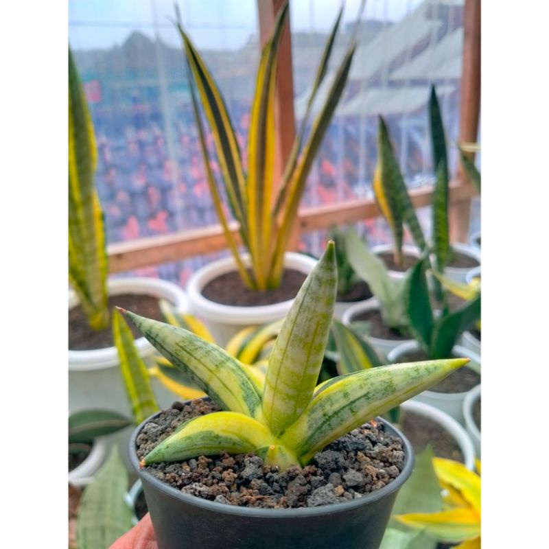 Sansevieria Boncel Variegata