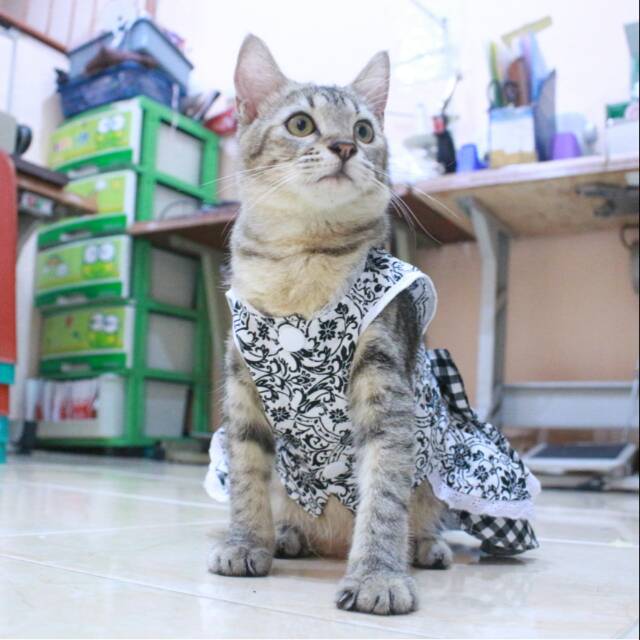 Dress batik hitam variasi kotak-kotak lucu untuk kucing dan anjing size S M L XL