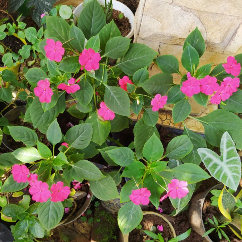 

impatiens, impatiens walleriana, bunga pacar air