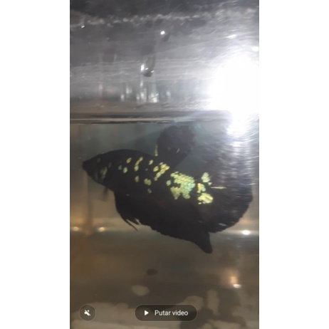 IKAN CUPANG AVATAR /BETTA BLACK STAR GALAXY