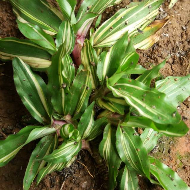 Rumput gajah mini varigata