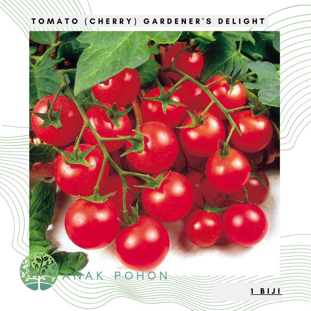 Benih Bibit Biji - Tomato (Cherry) Gardener's Delight Seeds - IMPORT