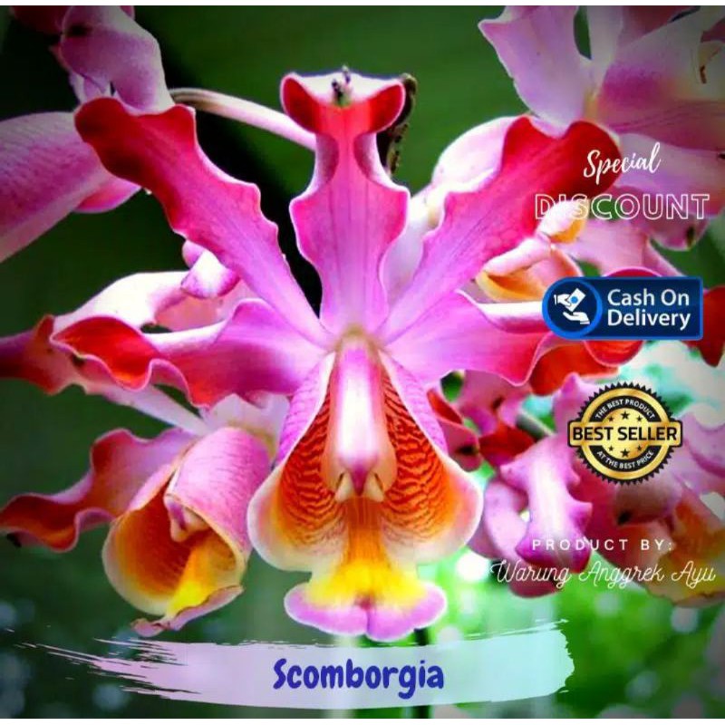Seedling Anggrek Dendrobium Scomborgia-tanaman hidup (Tanaman Hidup-Bunga Hidup Rumah)